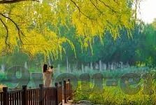 埃及甲足球比分-埃及甲赛场风云，比分背后的热血与激情，一场足球文化的深度探索